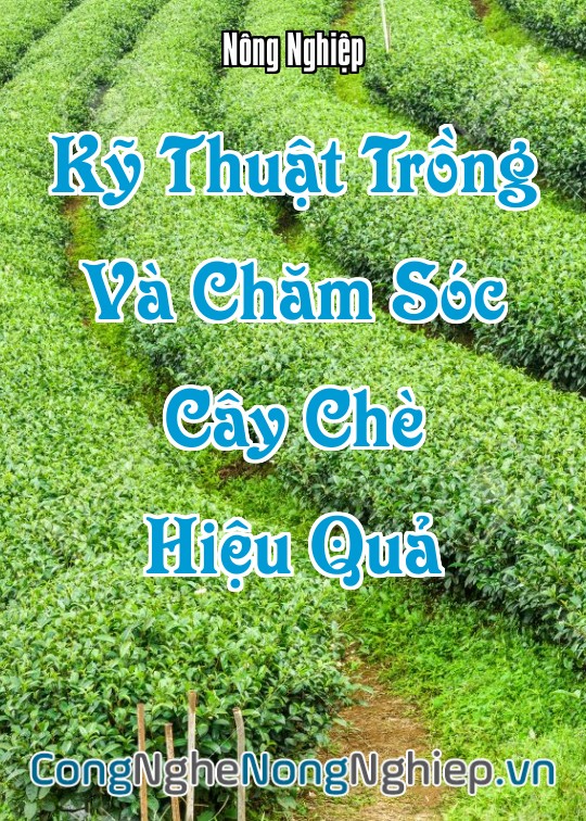 Ảnh bìa sách Kỹ Thuật Trồng Và Chăm Sóc Cây Chè (Camellia Sinensis) Hiệu Quả