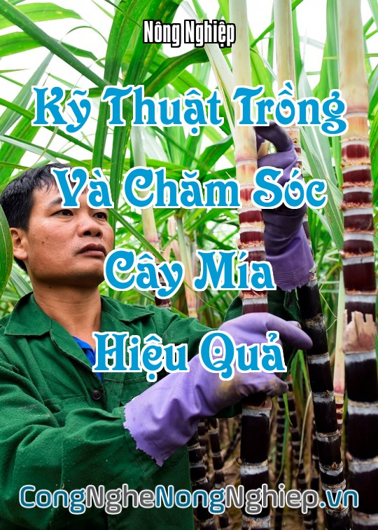 Ảnh bìa sách Kỹ Thuật Trồng Và Chăm Sóc Cây Mía (Saccharum Officinarum) Hiệu Quả