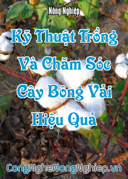 Ảnh bìa sách Kỹ Thuật Trồng Và Chăm Sóc Cây Bông Vải (Gossypium Hirsutum) Hiệu Quả
