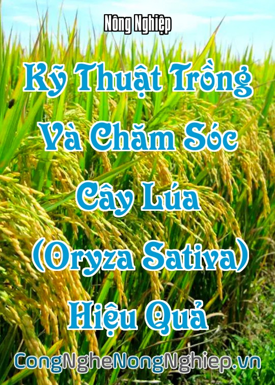 Ảnh bìa sách Kỹ Thuật Trồng Và Chăm Sóc Cây Lúa (Oryza Sativa) Hiệu Quả