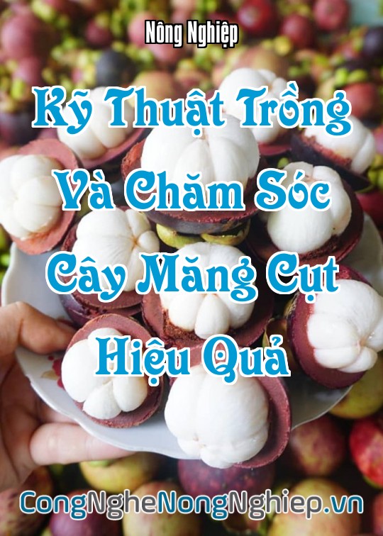 Ảnh bìa sách Kỹ Thuật Trồng Và Chăm Sóc Cây Măng Cụt Hiệu Quả
