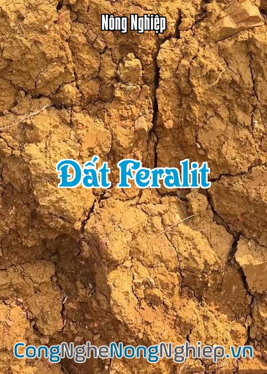 Ảnh bìa sách Đất Feralit
