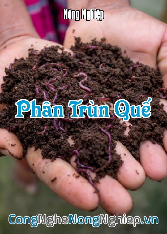 Ảnh bìa sách Phân Trùn Quế