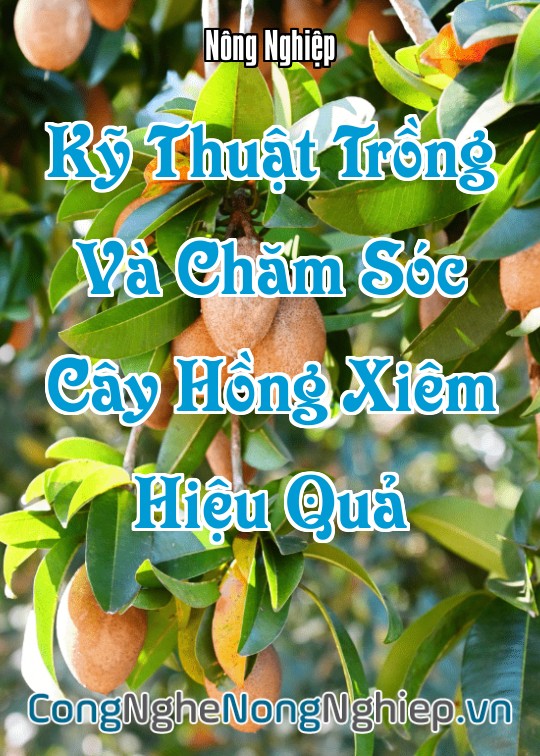 Ảnh bìa sách Kỹ Thuật Trồng Và Chăm Sóc Cây Sapoche Hiệu Quả