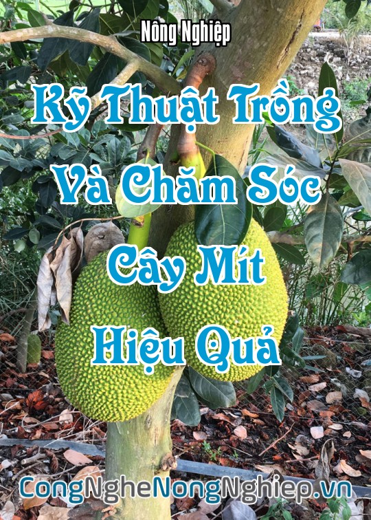 Ảnh bìa sách Kỹ Thuật Trồng Và Chăm Sóc Cây Mít Hiệu Quả