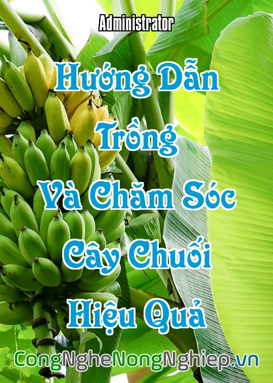 Ảnh bìa sách Hướng Dẫn Trồng Và Chăm Sóc Cây Chuối Hiệu Quả
