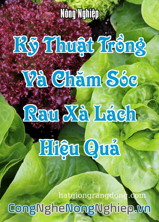 Ảnh bìa sách Kỹ Thuật Trồng Và Chăm Sóc Rau Xà Lách Hiệu Quả