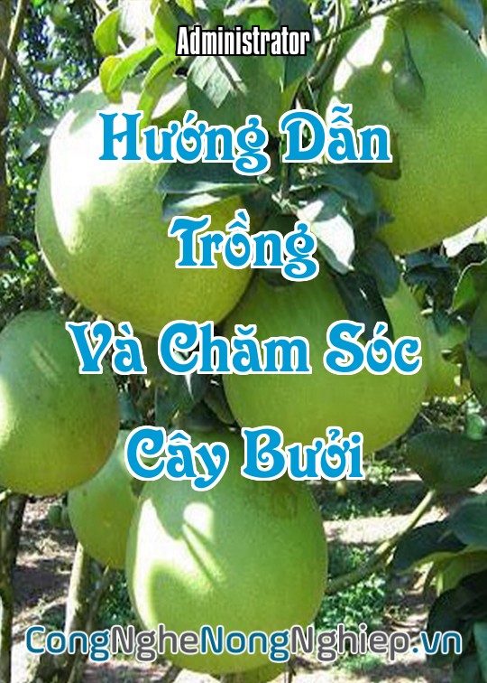 Ảnh bìa sách Hướng Dẫn Trồng Và Chăm Sóc Cây Bưởi