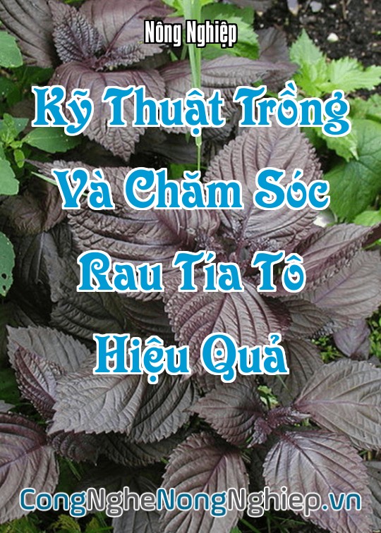 Ảnh bìa sách Kỹ Thuật Trồng Và Chăm Sóc Rau Tía Tô Hiệu Quả