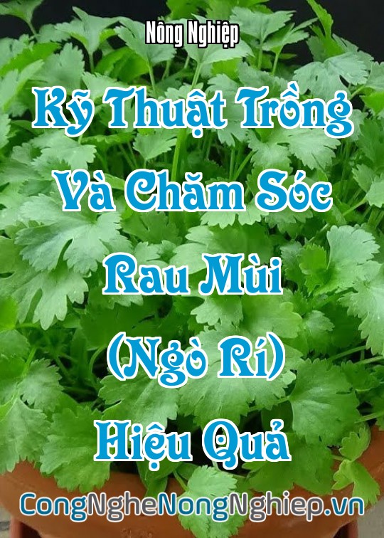 Ảnh bìa sách Kỹ Thuật Trồng Và Chăm Sóc Rau Mùi (Ngò Rí) Hiệu Quả
