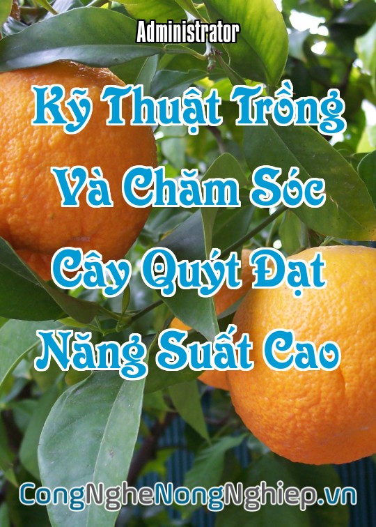 Ảnh bìa sách Kỹ Thuật Trồng Và Chăm Sóc Cây Quýt Đạt Năng Suất Cao