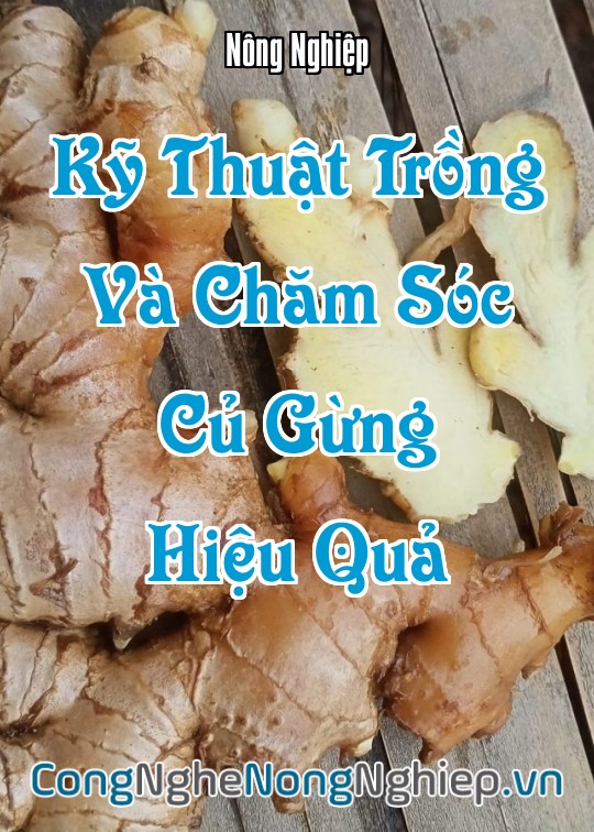 Ảnh bìa sách Kỹ Thuật Trồng Và Chăm Sóc Củ Gừng Hiệu Quả