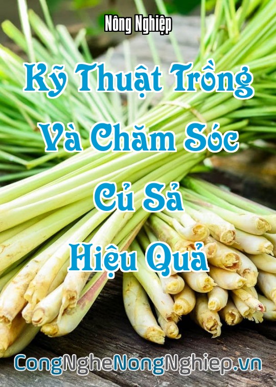 Ảnh bìa sách Kỹ Thuật Trồng Và Chăm Sóc Củ Sả Hiệu Quả