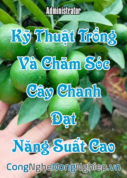 Ảnh bìa sách Kỹ Thuật Trồng Và Chăm Sóc Cây Chanh Đạt Năng Suất Cao