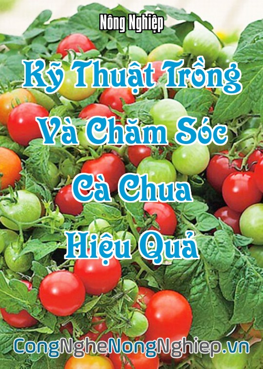 Ảnh bìa sách Kỹ Thuật Trồng Và Chăm Sóc Cà Chua Hiệu Quả