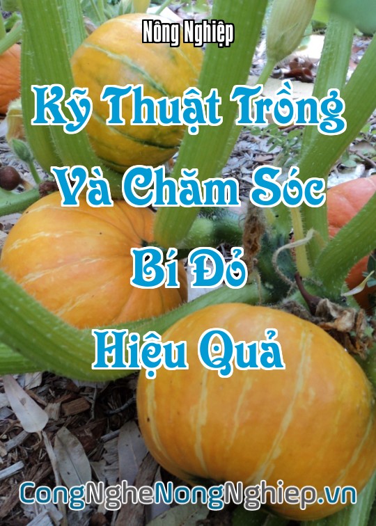 Ảnh bìa sách Kỹ Thuật Trồng Và Chăm Sóc Bí Đỏ Hiệu Quả