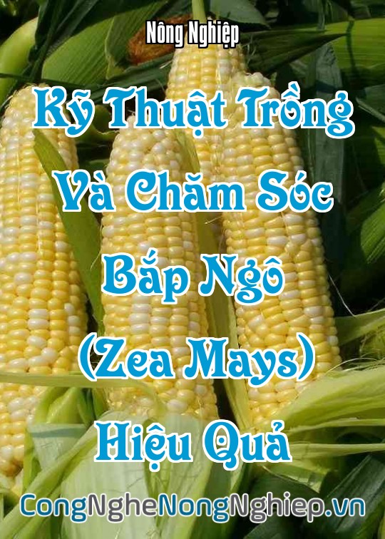 Ảnh bìa sách Kỹ Thuật Trồng Và Chăm Sóc Cây Ngô (Bắp) Hiệu Quả