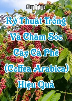 Ảnh Kỹ Thuật Trồng Và Chăm Sóc Cây Cà Phê (Coffea Arabica/canephora) Hiệu Quả