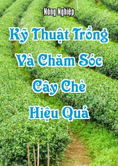 Kỹ Thuật Trồng Và Chăm Sóc Cây Chè (Camellia Sinensis) Hiệu Quả