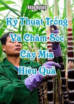 Kỹ Thuật Trồng Và Chăm Sóc Cây Mía (Saccharum Officinarum) Hiệu Quả