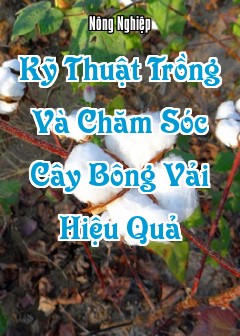 Kỹ Thuật Trồng Và Chăm Sóc Cây Bông Vải (Gossypium Hirsutum) Hiệu Quả
