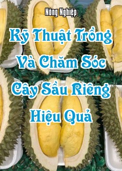 Ảnh Kỹ Thuật Trồng Và Chăm Sóc Cây Sầu Riêng Hiệu Quả