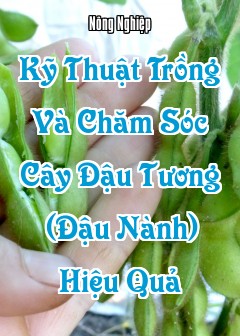 Kỹ Thuật Trồng Và Chăm Sóc Cây Đậu Tương (Đậu Nành) Hiệu Quả