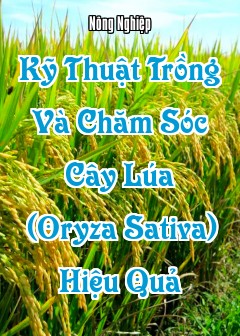 Kỹ Thuật Trồng Và Chăm Sóc Cây Lúa (Oryza Sativa) Hiệu Quả