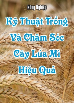 Kỹ Thuật Trồng Và Chăm Sóc Cây Lúa Mì (Triticum Aestivum) Hiệu Quả