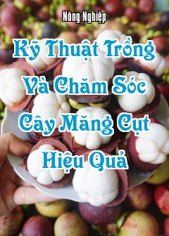 Ảnh Kỹ Thuật Trồng Và Chăm Sóc Cây Măng Cụt Hiệu Quả