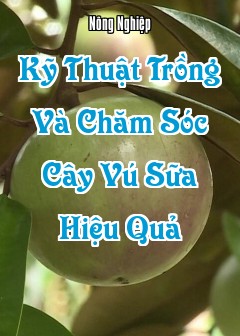 Ảnh Kỹ Thuật Trồng Và Chăm Sóc Cây Vú Sữa Hiệu Quả