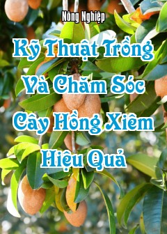 Kỹ Thuật Trồng Và Chăm Sóc Cây Sapoche Hiệu Quả