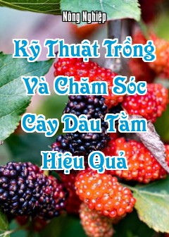 Ảnh Kỹ Thuật Trồng Và Chăm Sóc Cây Dâu Tằm Hiệu Quả