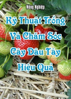 Ảnh Kỹ Thuật Trồng Và Chăm Sóc Cây Dâu Tây Hiệu Quả