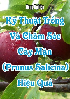 Kỹ Thuật Trồng Và Chăm Sóc Cây Mận (Prunus Salicina) Hiệu Quả