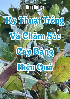 Kỹ Thuật Trồng Và Chăm Sóc Cây Bàng (Terminalia Catappa) Hiệu Quả