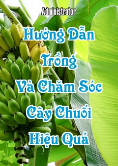 Hướng Dẫn Trồng Và Chăm Sóc Cây Chuối Hiệu Quả