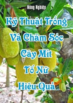 Kỹ Thuật Trồng Và Chăm Sóc Cây Mít Tố Nữ Hiệu Quả