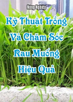 Kỹ Thuật Trồng Và Chăm Sóc Rau Muống Hiệu Quả