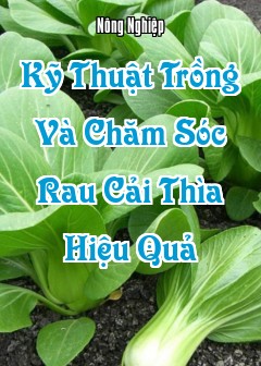 Kỹ Thuật Trồng Và Chăm Sóc Rau Cải Thìa Hiệu Quả