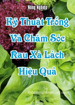Kỹ Thuật Trồng Và Chăm Sóc Rau Xà Lách Hiệu Quả