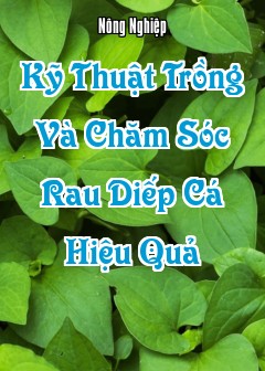 Kỹ Thuật Trồng Và Chăm Sóc Rau Diếp Cá Hiệu Quả