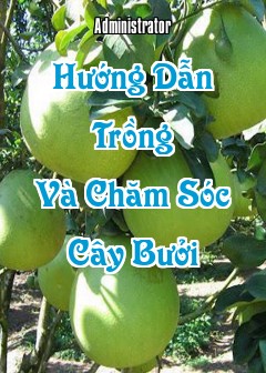 Hướng Dẫn Trồng Và Chăm Sóc Cây Bưởi