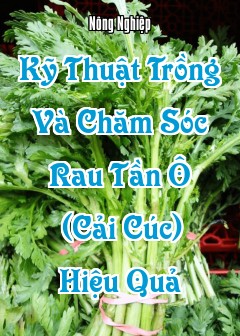 Kỹ Thuật Trồng Và Chăm Sóc Rau Tần Ô (Cải Cúc) Hiệu Quả