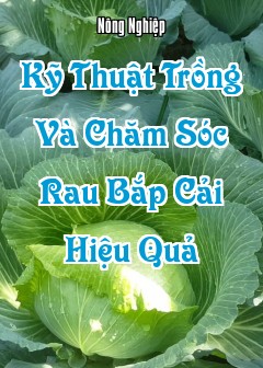 Kỹ Thuật Trồng Và Chăm Sóc Rau Bắp Cải Hiệu Quả