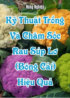 Kỹ Thuật Trồng Và Chăm Sóc Rau Súp Lơ (Bông Cải) Hiệu Quả