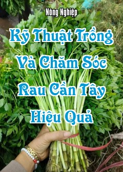 Kỹ Thuật Trồng Và Chăm Sóc Rau Cần Tây Hiệu Quả