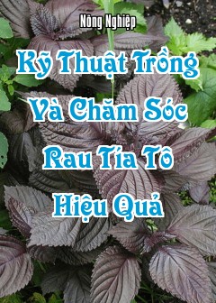 Ảnh Kỹ Thuật Trồng Và Chăm Sóc Rau Tía Tô Hiệu Quả
