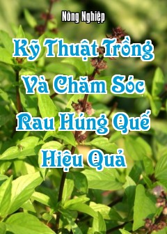 Kỹ Thuật Trồng Và Chăm Sóc Rau Húng Quế Hiệu Quả