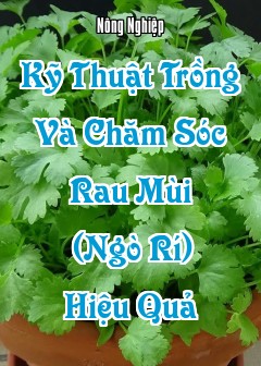 Kỹ Thuật Trồng Và Chăm Sóc Rau Mùi (Ngò Rí) Hiệu Quả